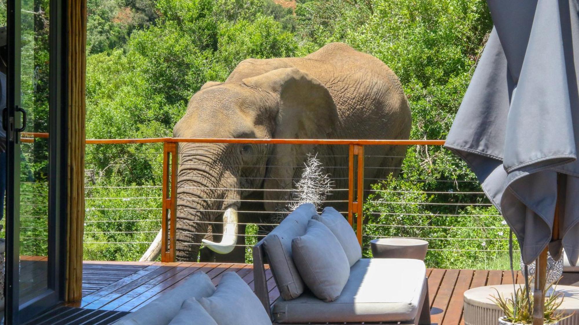 Barefoot Addo Elephant Lodge Eksteriør bilde