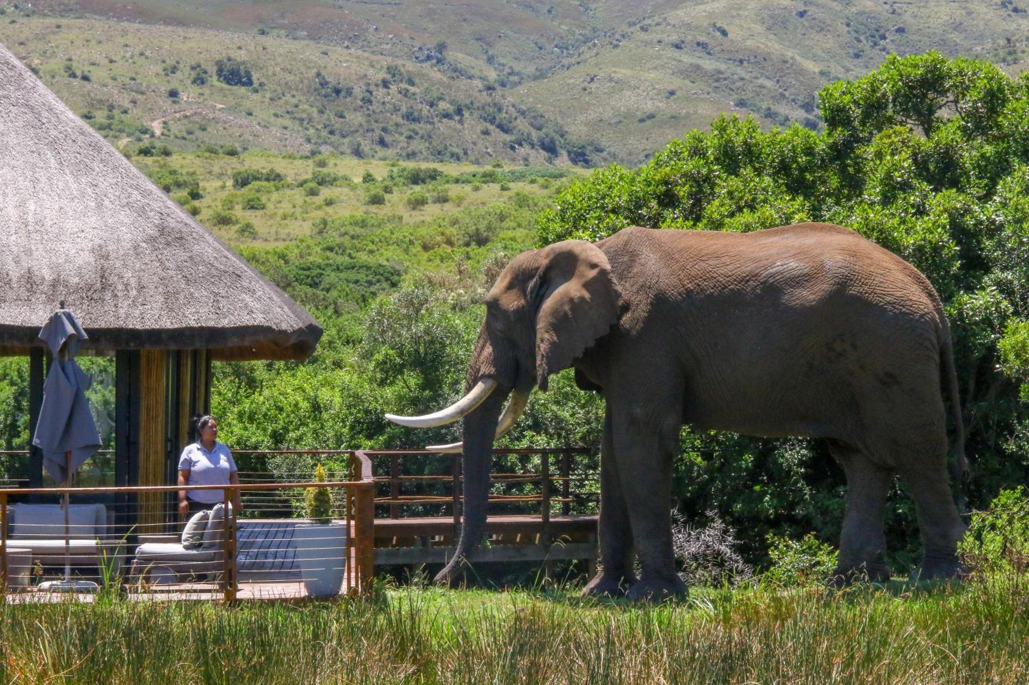 Barefoot Addo Elephant Lodge Eksteriør bilde